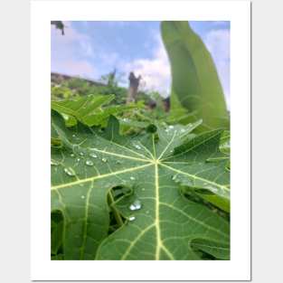 Leaf Buds In The Morning Posters and Art